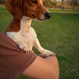 Brooklyn - Piebald female Dachshund puppy in Lumber City, Georgia from Willow Run Dachshund’s