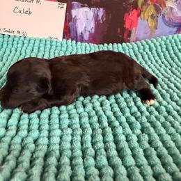 Caleb-4 pound toy - Brown male Maltipoo puppy in Lawrenceburg, Tennessee from LUV Poodles and Maltipoos