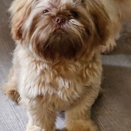 Duke - Liver male Shih Tzu puppy in Claxton, Georgia from Small Pawz Kennel