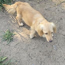 Mara - Dachshund