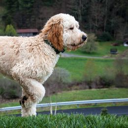 Goldendoodles from NC Mountaindoodles