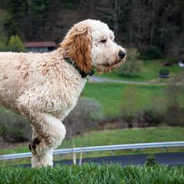 Goldendoodles from NC Mountaindoodles