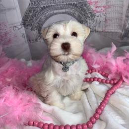 Paris - Wheaten female Miniature Schnauzer puppy in St. Cloud, Florida from Koki’s Paws Legacy