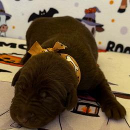 Biscuit - Chocolate male Labrador Retriever puppy in Ft. Myers/Naples, Florida from Tiny Hiney Farm Labradors