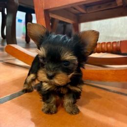 Camellia - Black and gold female Yorkshire Terrier puppy in Yuma, Arizona from Yuma Yorkie