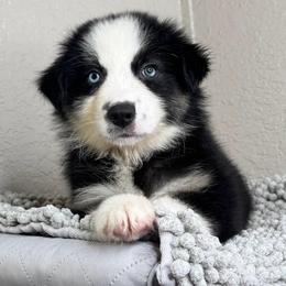 Bentley - Black tri-color male Australian Shepherd puppy in Polk City, Florida from Skaky Shepherds