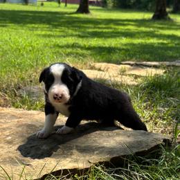 Boy 2 - Black and white male Border Collie puppy in Michie, Tennessee from Rivendell Border Collies