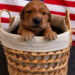 Boy 1 - Dark golden male Golden Retriever puppy in Angier, North Carolina from Howard's Retrievers