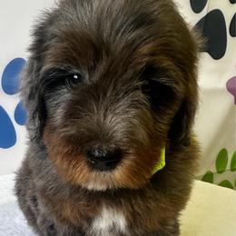 Yellow Boy - Merle male Bernedoodle puppy in Horseshoe Bend, Idaho from Over the Moon Poodles and Doodles