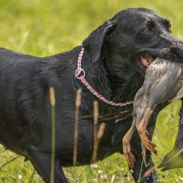 Labrador Retrievers from Shelby Schreier's Labrador Retrievers