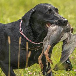 Labrador Retrievers from Shelby Schreier's Labrador Retrievers