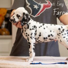 Farewell - White and black Dalmatian puppy in Cleveland, Texas from Arrowhead Dalmatians