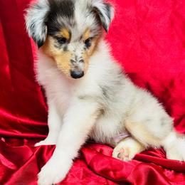 Bolt - Blue merle male Collie puppy in Groveland, Florida from Palmhaven Collies