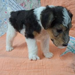 Barkley - White black and tan male Wire Fox Terrier puppy in Lancaster, Missouri from Missouri Meadows Farm