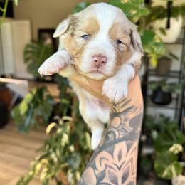 Miniature American Shepherd and Miniature Australian Shepherd Puppies from Whiskeytown Aussies