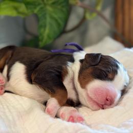 Purple - Tri-color female Bernedoodle puppy in Hesperia, Michigan from Red Acres Poodles & Doodles
