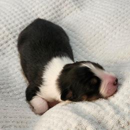 Nova - Black tri-color female Australian Shepherd puppy in Athens, Tennessee from Mimi's Aussie