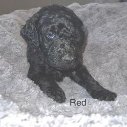 Goldendoodle Puppies from Native Country Goldendoodles