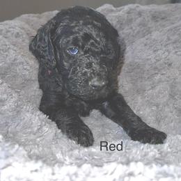 Goldendoodle Puppies from Native Country Goldendoodles
