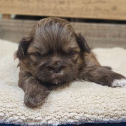 Braxton - Liver male Shih Tzu puppy in Mountain Grove, Missouri from Precious Puppies