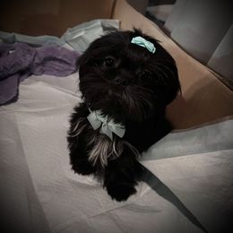 Shih Tzu Puppies from P&B Tzu Tribe