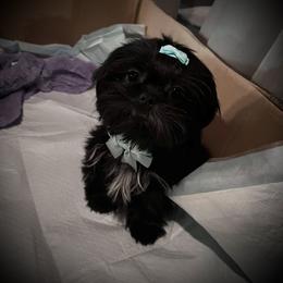 Shih Tzu Puppies from P&B Tzu Tribe