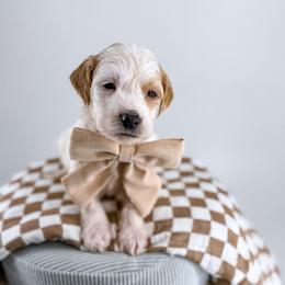 Beanie - Parti male Goldendoodle puppy in Jamestown, Kentucky from Milk & Honey Doodles