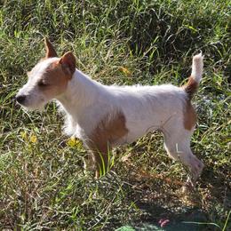 AURORA - Tan and white female Jack Russell Terrier puppy in Ellendale, Delaware from Reynard Farm
