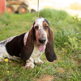 Barlow - Basset Hound