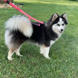 Olive - Pomsky