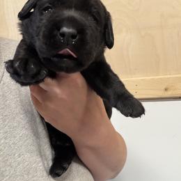 Black male - Black male Labrador Retriever puppy in Strafford, New Hampshire from Alley Rock Labradors, LLC