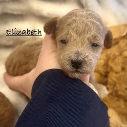 Elizabeth - Apricot female Poodle puppy in Lake Ann, Michigan from Riyem Wildflower Farms