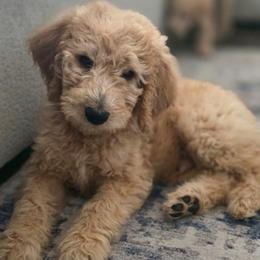 Willow (black collar) - Apricot male Double Doodle puppy in Oceanside, California from Strong Mountain Doodles