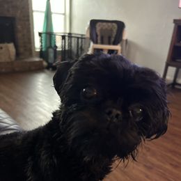 Aja - Shih Tzu