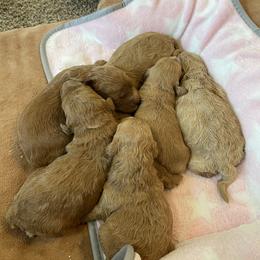 Maple Girl 1 - Red  female Goldendoodle puppy in Sugarcreek, Ohio from True Hearted Doodles