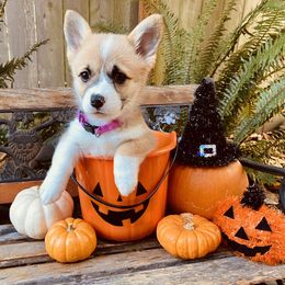 American Corgi and Pembroke Welsh Corgi Puppies from Cascadian Space Coast Corgis LLC