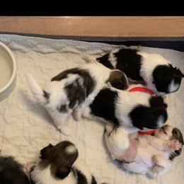 Shih Tzu puppies from Lakewood