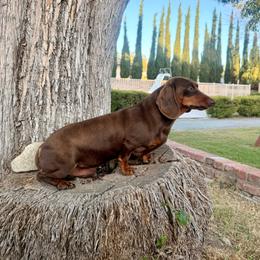 Alfonzo - Chocolate and tan male Dachshund puppy in Arcadia, California from Cruz Industries - Dachshund Company & French Bulldog Company