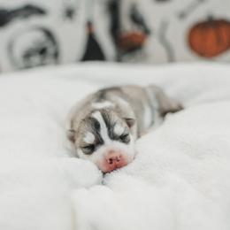 Cerridwen - Gray and white female Siberian Husky puppy in Front Royal, Virginia from North River Siberians