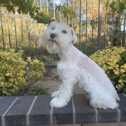 Miniature Schnauzer Puppies from Magnolia Schnauzers