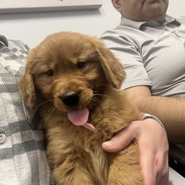 Boy 5 - Dark golden male Golden Retriever puppy in Richmond, Virginia from River City Golden Retrievers