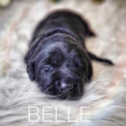 Labrador Retriever Puppies from Harrison's Lakeside Labradors