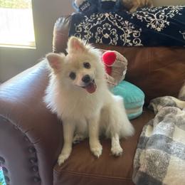 Pearly Rose🌹 - Pomeranian