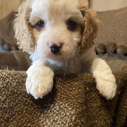 Cavalier King Charles Spaniel and Cavapoo Puppies from PJE Cavs and Poos