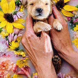 Puppy 4 - Golden male Golden Retriever puppy in San Tan Valley, Arizona from Top Gun Golden Retrievers