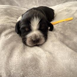 Heartbreak yellow - Black white and tan female English Springer Spaniel puppy in Cleburne, Texas from Powers English Springer Spaniels