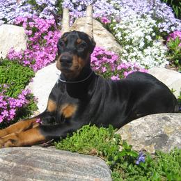 Doberman Pinscher Puppies from Laurel Vail
