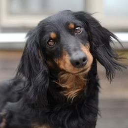 Dachshunds from A Little Dach of Love