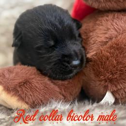 Red Collar - Bi-color male German Shepherd puppy in Canterbury, Connecticut from Nachtwaechter German Shepherds, LLC
