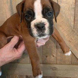 Tonque - Fawn female Boxer puppy in Upper Sandusky, Ohio from Cornish Canines
